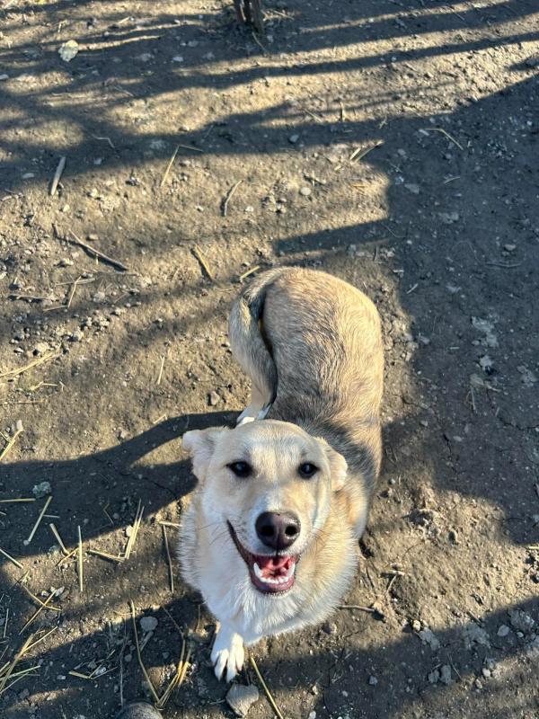 Anka