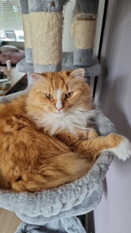 Garfield