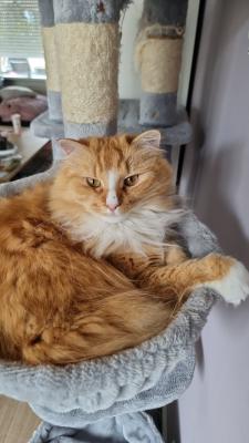 Garfield