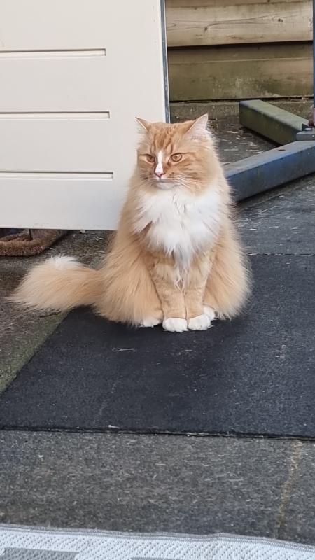 Garfield