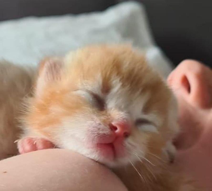 Garfield