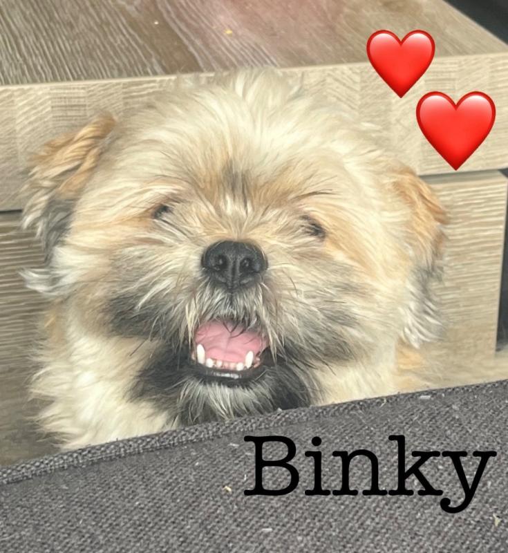 Binky = VERKOCHT en heeft een nieuw lief baasje gevonden.