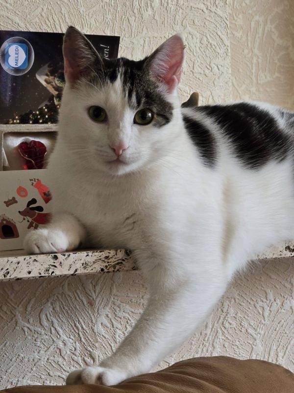 *SPOED* Bowie