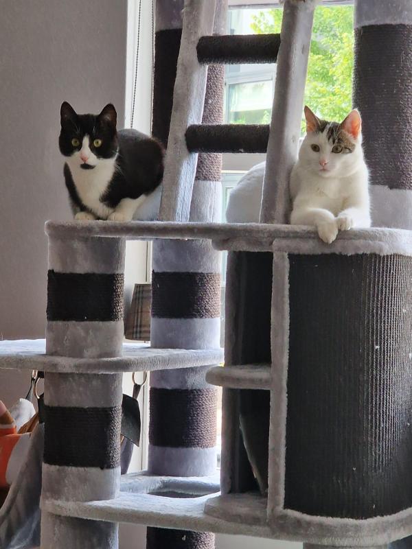 *SPOED* Bowie