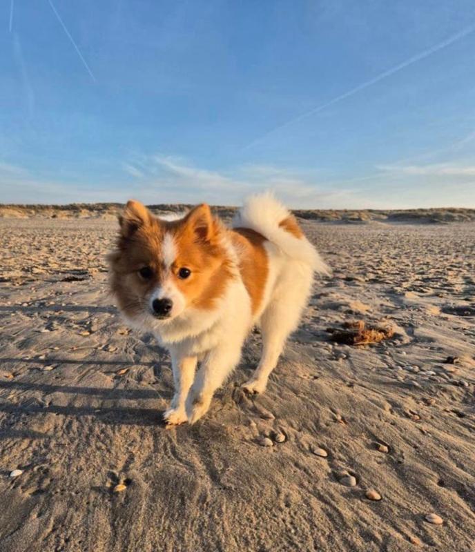 Guus