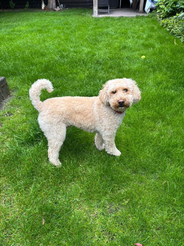 Teddy