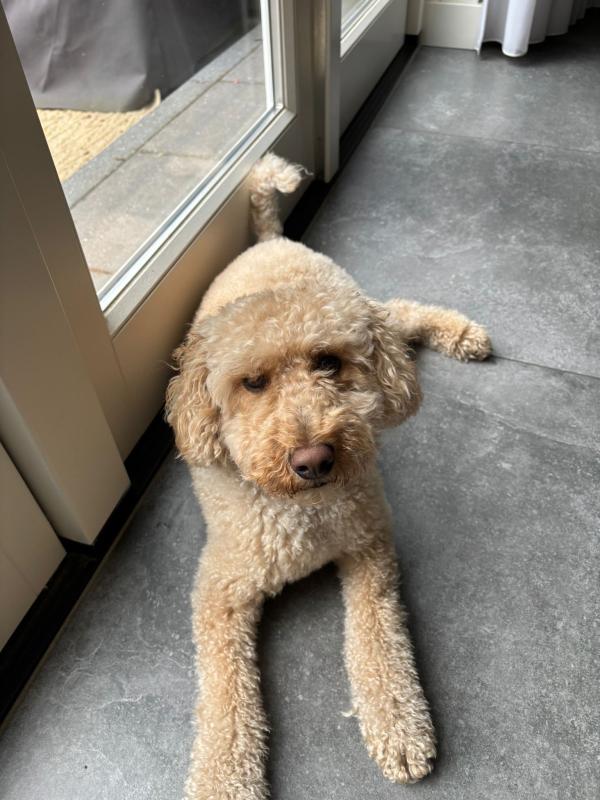 Teddy