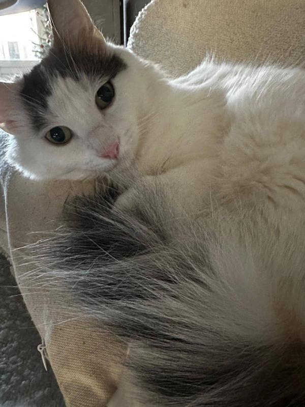 Oreo