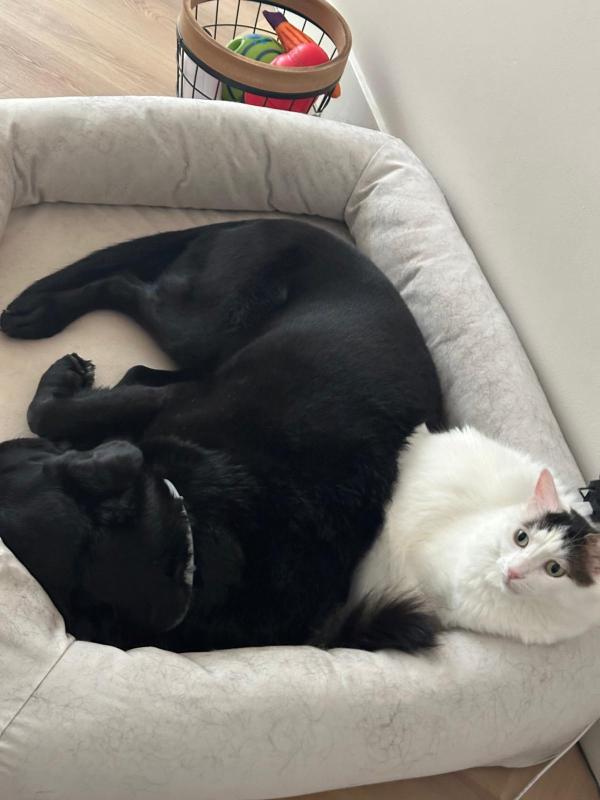 Oreo
