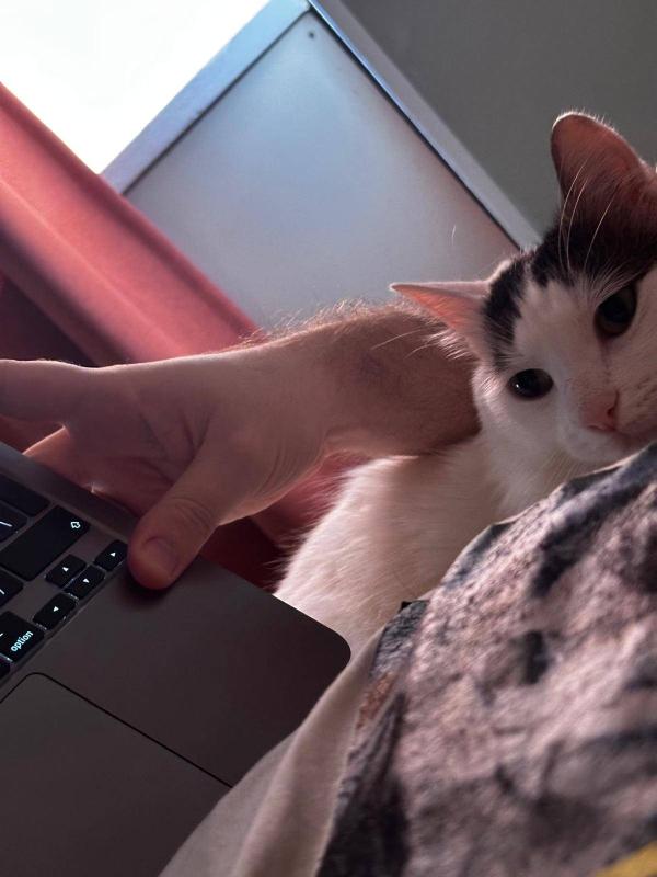 Oreo