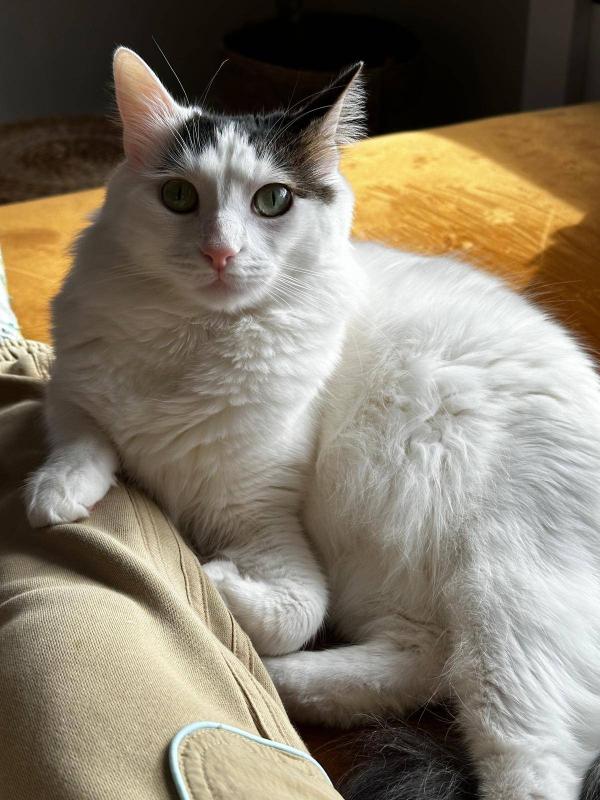 Oreo