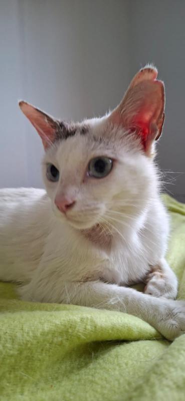Shanti
