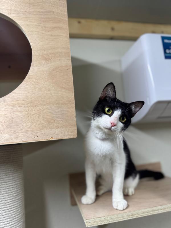 Oreo