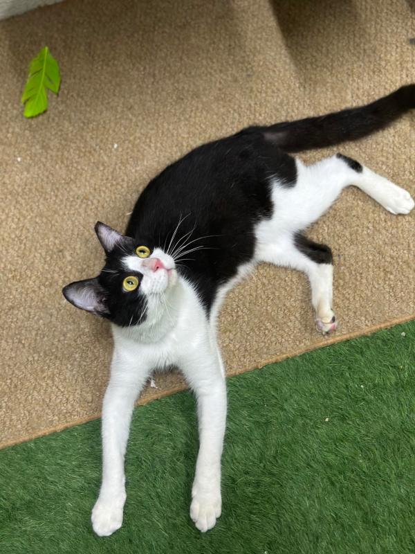 Oreo