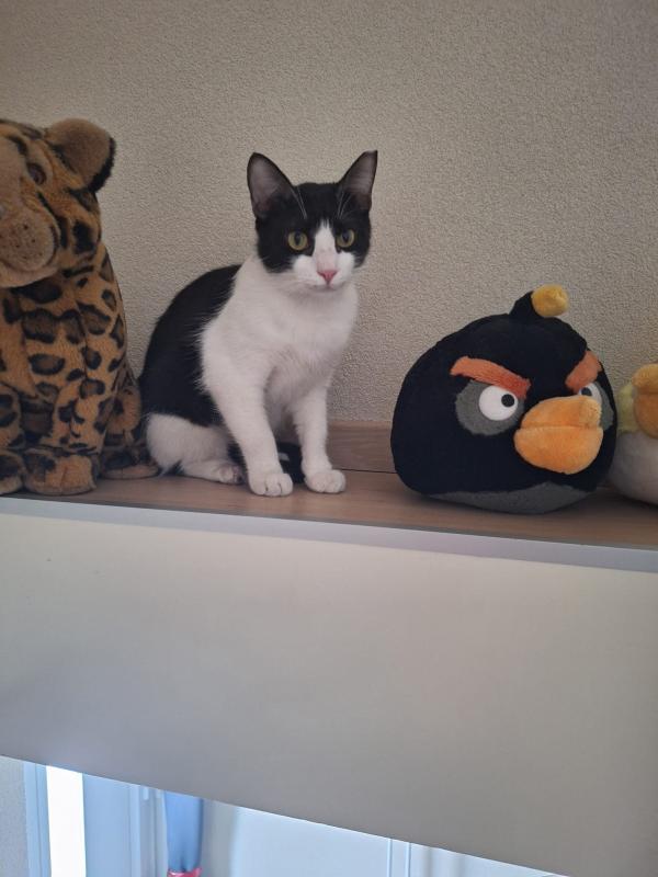 Oreo