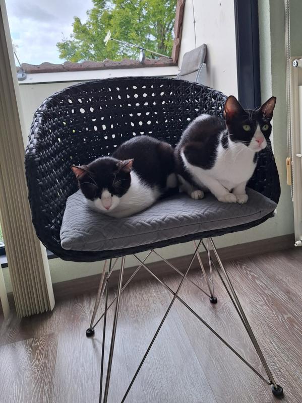 Oreo