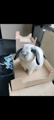 Fristi