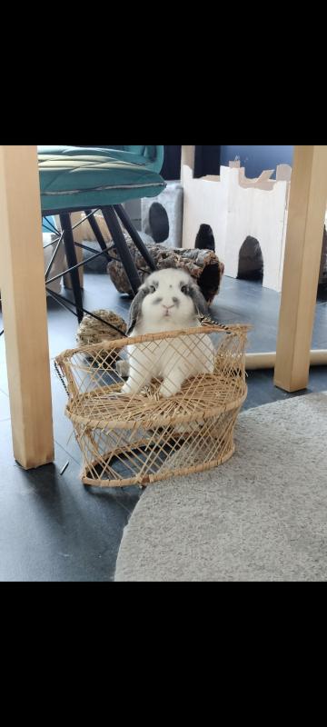 Fristi
