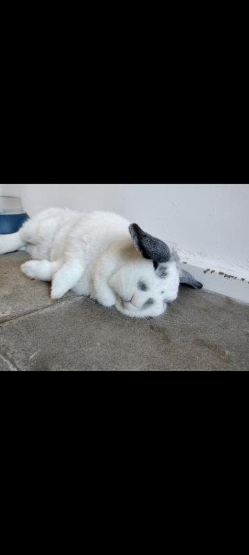 Fristi