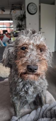 Coco