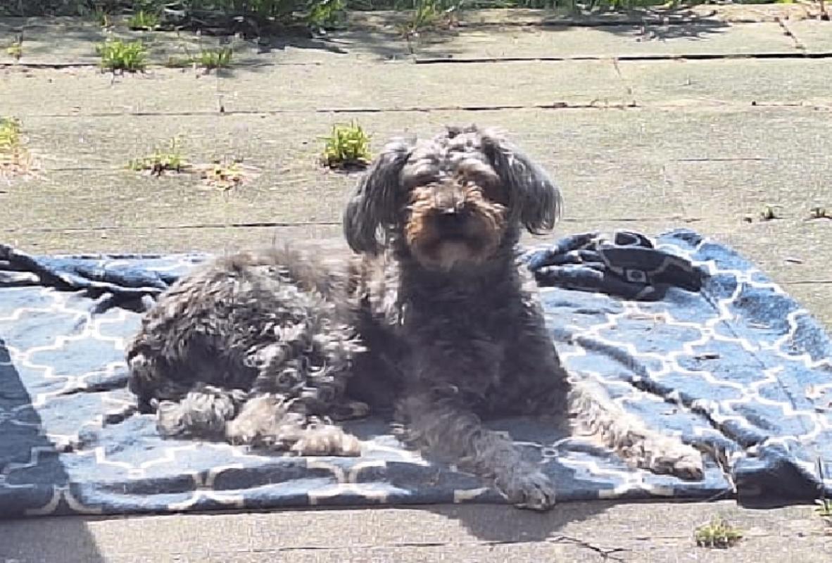 *SPOED* Coco