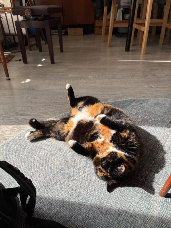 Leia