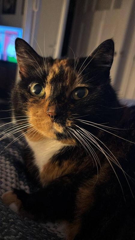 Leia