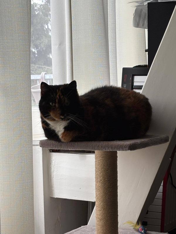 Leia