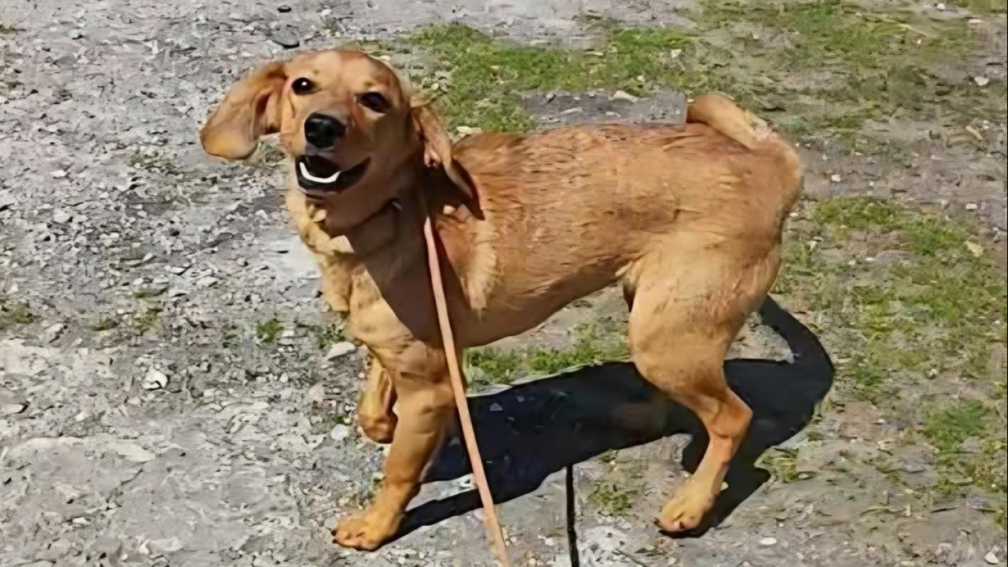 Maya