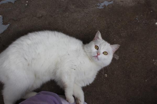 Yuki