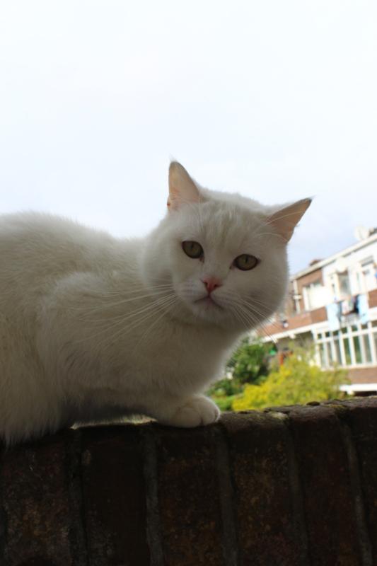 Yuki
