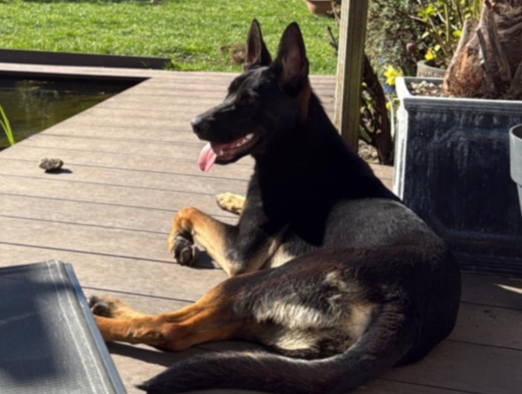 Rex