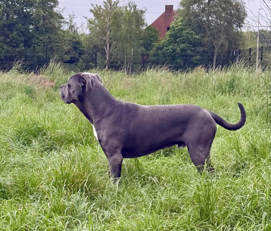 Duke