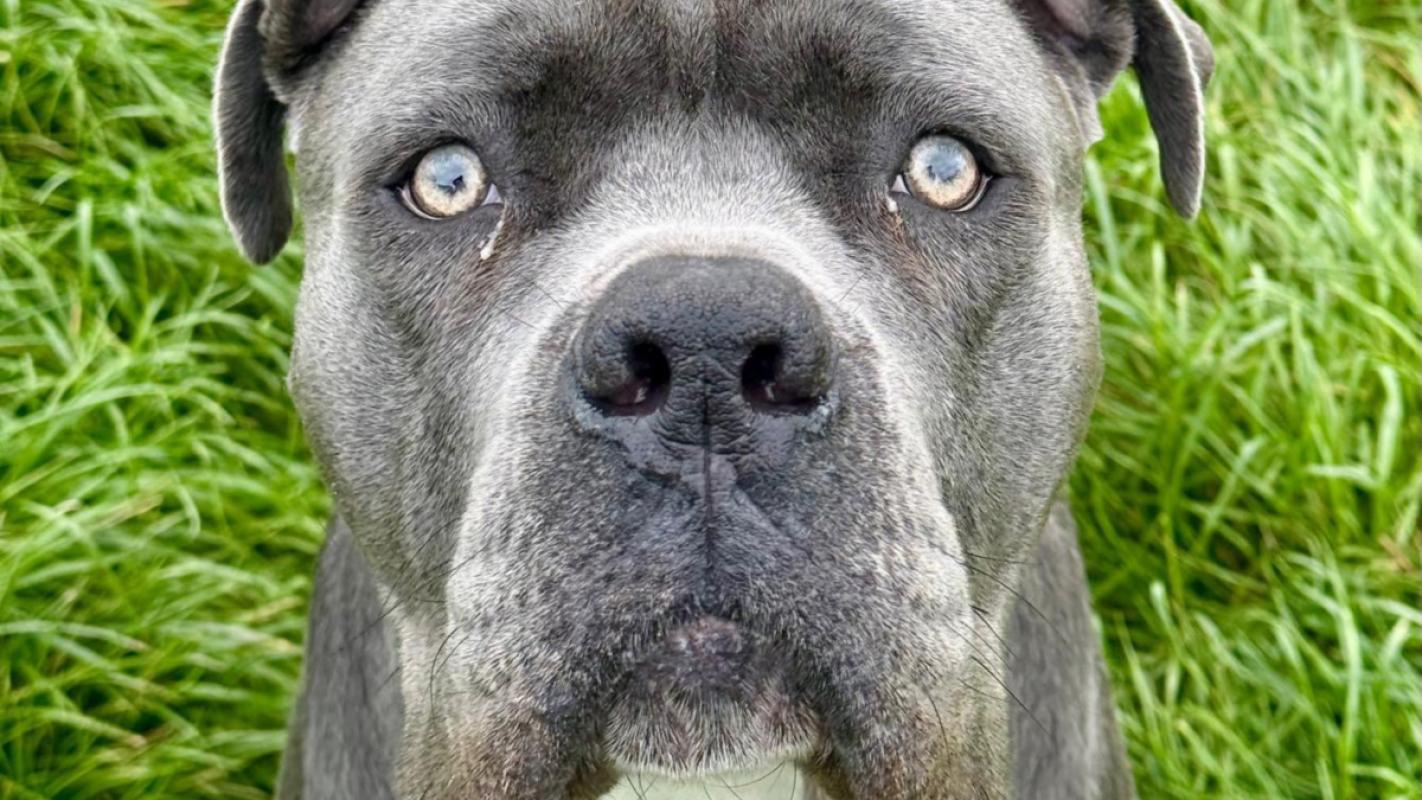 Duke