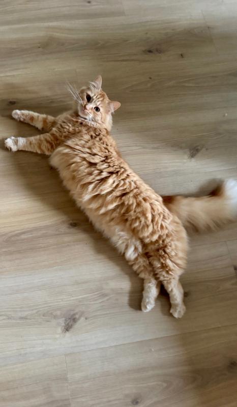 Teun