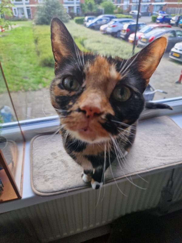 Freya