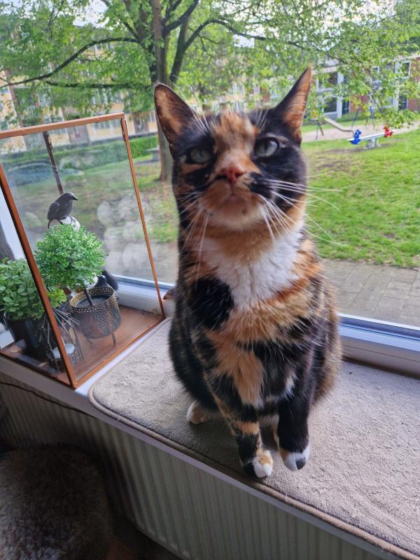 Freya