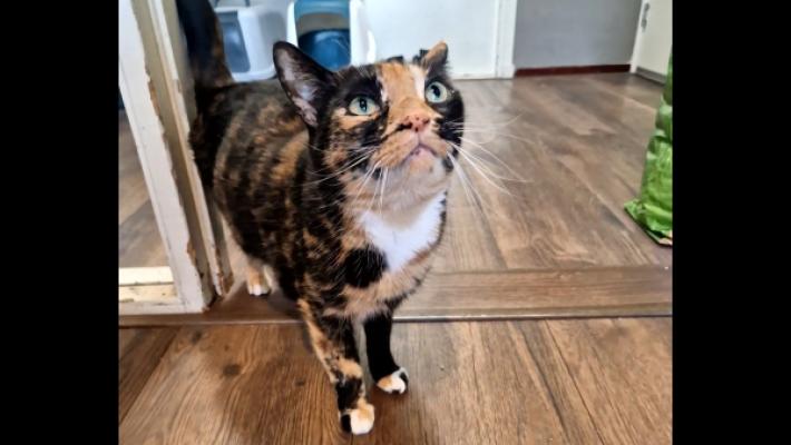 Freya