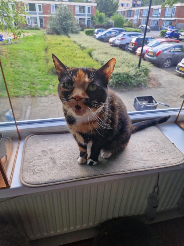 Freya