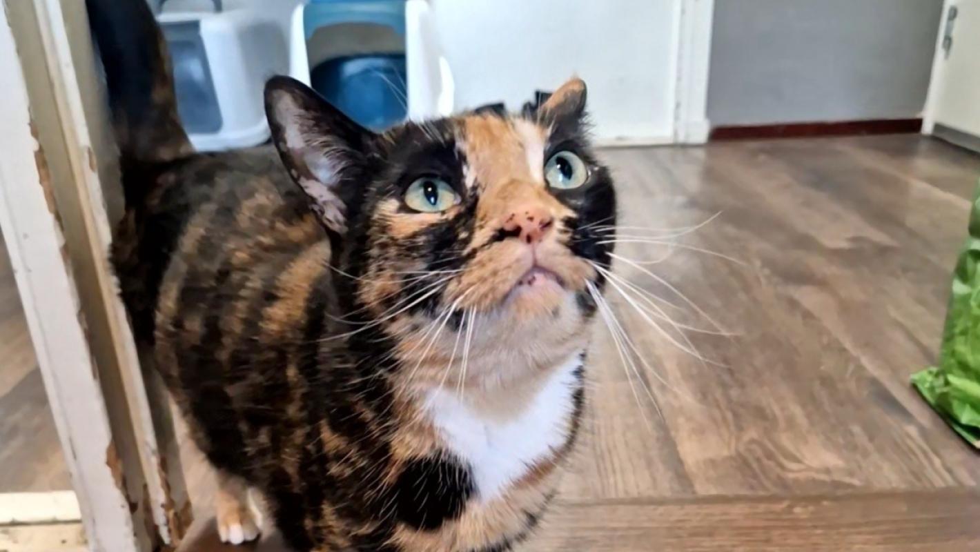 Freya