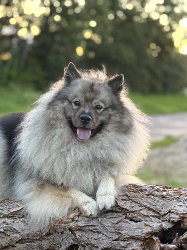Milo