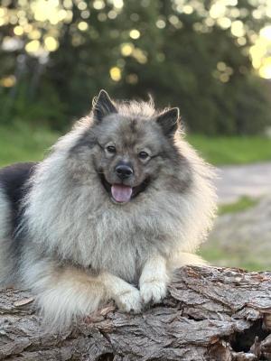 Milo