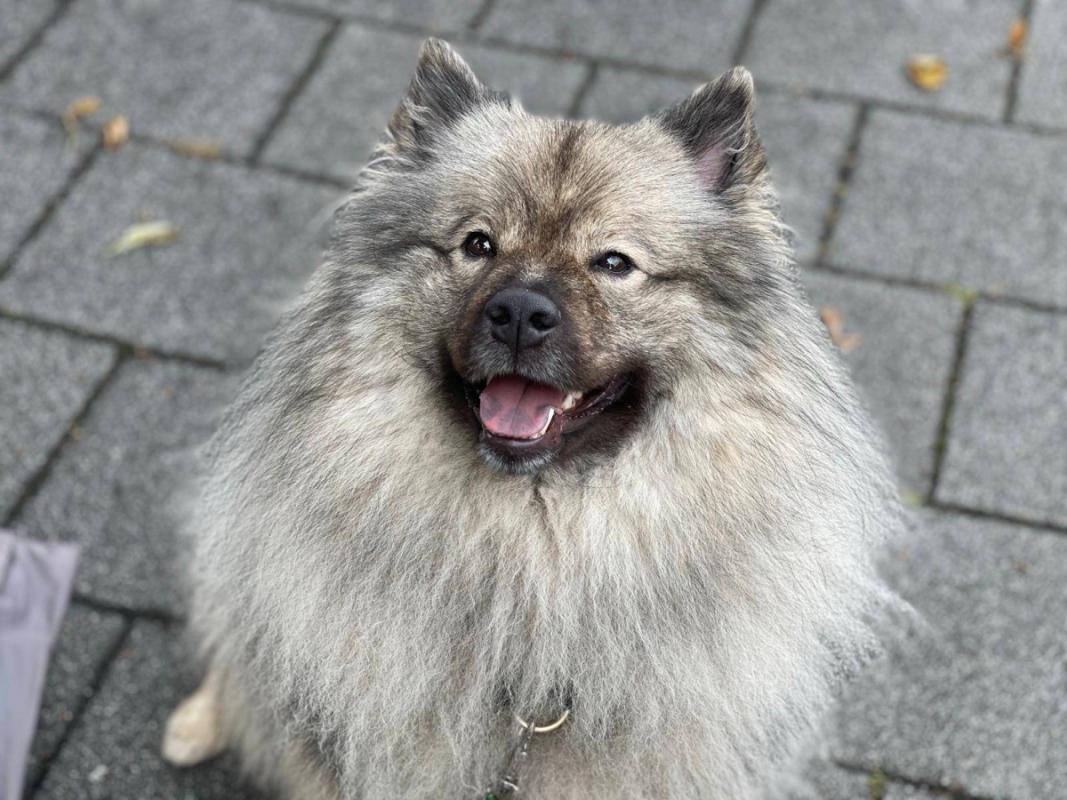 Milo