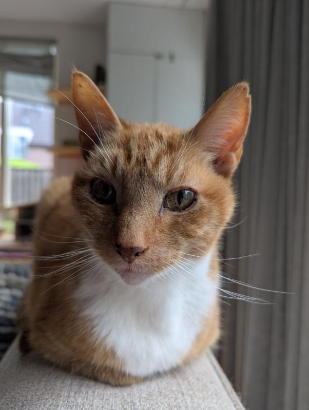 Chester