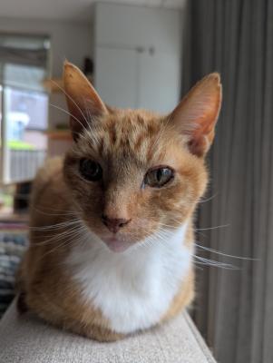 Chester