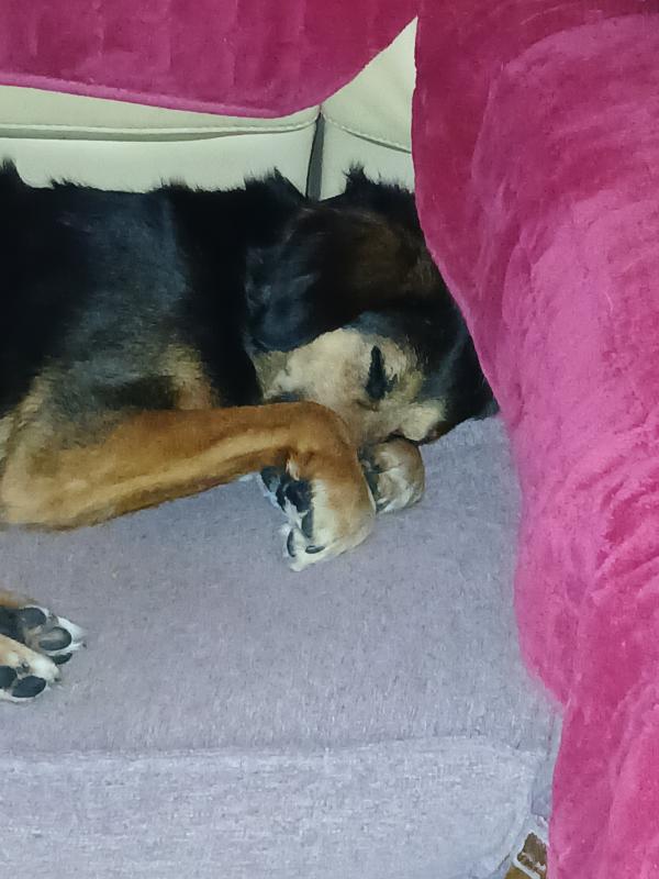 Alfie