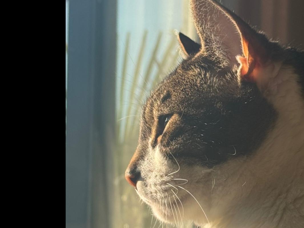 King