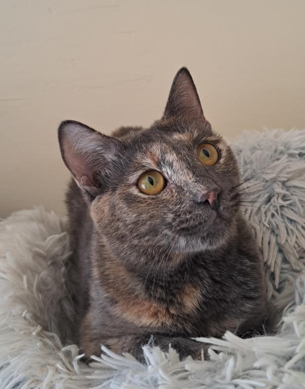 Athena