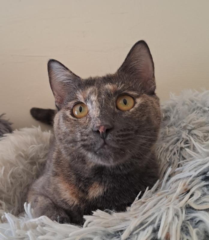 Athena