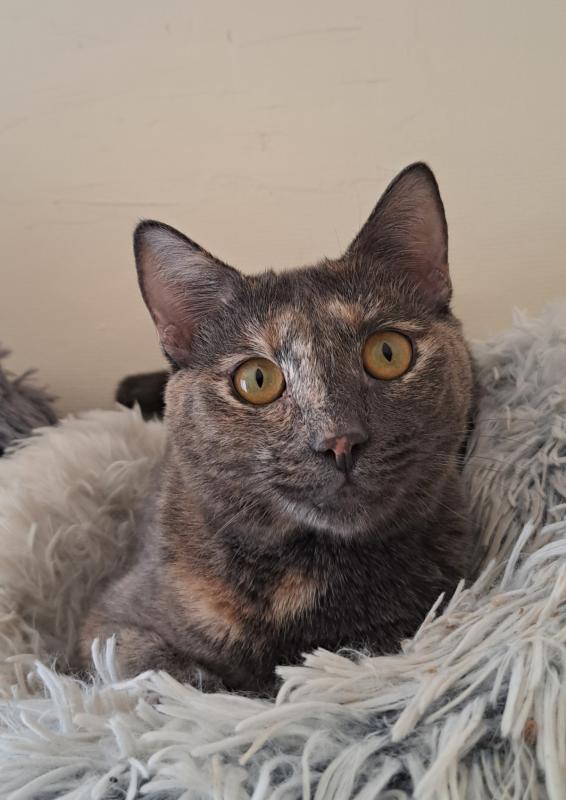 Athena